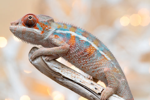 Holdbacks/Individuals: Ambilobe offspring from "Roborobo-ony" (AKA Flaming River) x "Mena Fitaingenana-lomboka" (AKA Red Riding Hood) - Hatched Dec 2025 - Male #2