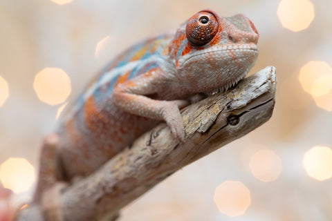 Holdbacks/Individuals: Ambilobe offspring from "Roborobo-ony" (AKA Flaming River) x "Mena Fitaingenana-lomboka" (AKA Red Riding Hood) - Hatched Dec 2025 - Male #2