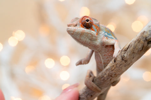 Holdbacks/Individuals: Ambilobe offspring from "Roborobo-ony" (AKA Flaming River) x "Mena Fitaingenana-lomboka" (AKA Red Riding Hood) - Hatched Dec 2025 - Male #2