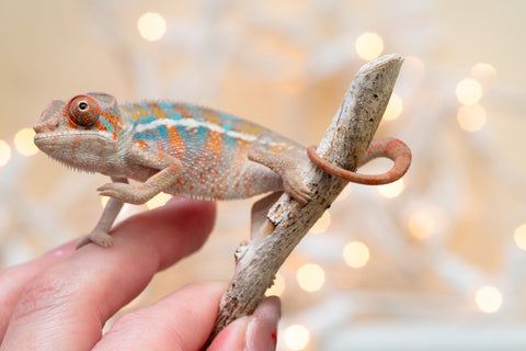 Holdbacks/Individuals: Ambilobe offspring from "Roborobo-ony" (AKA Flaming River) x "Mena Fitaingenana-lomboka" (AKA Red Riding Hood) - Hatched Dec 2025 - Male #2