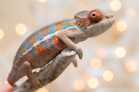 Holdbacks/Individuals: Ambilobe offspring from "Roborobo-ony" (AKA Flaming River) x "Mena Fitaingenana-lomboka" (AKA Red Riding Hood) - Hatched Dec 2025 - Male #2