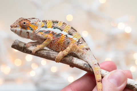 Holdbacks/Individuals: Ambilobe Offspring From "Roborobo-ony" (AKA Flaming River) x "Mena Fitaingenana-lomboka" (AKA Red Riding Hood) - Hatched Dec 2025 - Male #3