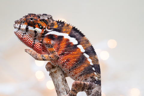 Holdbacks/Individuals: Pick of Litter Ambilobe Offspring From "Roborobo-ony" (AKA Flaming River) x "Mena Fitaingenana-lomboka" (AKA Red Riding Hood) - Hatched Dec 2025 - Male #4