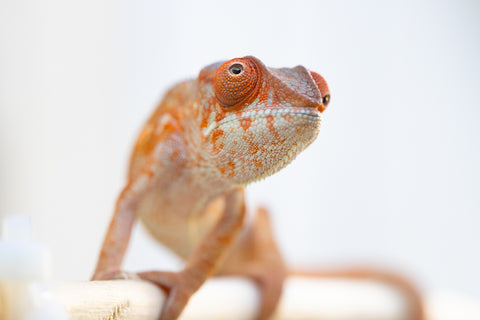 Holdbacks/Individuals: Ambilobe offspring from "Ron Mangatrakatraka" (AKA Ron Burgundy) x "Andry-lanitra" (Sky Watch) - Hatched June 2024 - Female #1