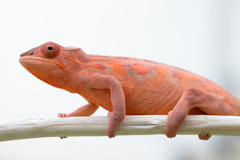 Holdbacks/Individuals: Ambilobe offspring from "Ron Mangatrakatraka" (AKA Ron Burgundy) x "Andry-lanitra" (Sky Watch) - Hatched June 2024 - Female #1