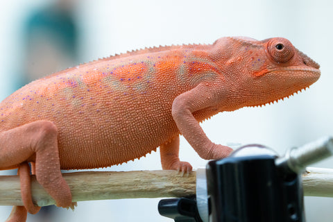 Holdbacks/Individuals: Ambilobe offspring from "Ron Mangatrakatraka" (AKA Ron Burgundy) x "Andry-lanitra" (Sky Watch) - Hatched June 2024 - Female #1