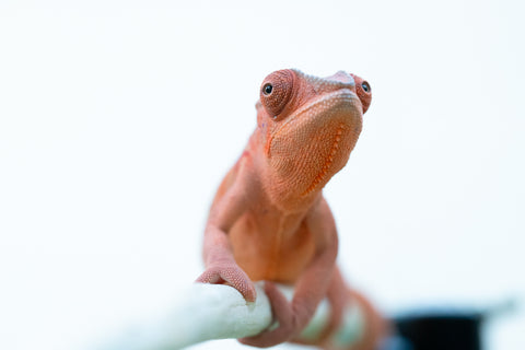 Holdbacks/Individuals: Ambilobe offspring from "Ron Mangatrakatraka" (AKA Ron Burgundy) x "Andry-lanitra" (Sky Watch) - Hatched June 2024 - Female #1