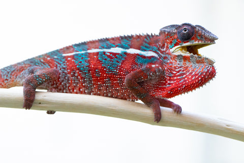 Holdbacks/Individuals: Ambilobe offspring from "Ron Mangatrakatraka" (AKA Ron Burgundy) x "Andy-lanitra" (Sky Watch) - Hatched June 2024 - Male #1