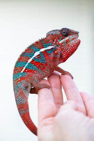 Holdbacks/Individuals: Ambilobe offspring from "Ron Mangatrakatraka" (AKA Ron Burgundy) x "Andy-lanitra" (Sky Watch) - Hatched June 2024 - Male #1