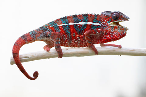 Holdbacks/Individuals: Ambilobe offspring from "Ron Mangatrakatraka" (AKA Ron Burgundy) x "Andy-lanitra" (Sky Watch) - Hatched June 2024 - Male #1