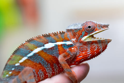 Holdbacks/Individuals: Ambilobe offspring from "Ron Mangatrakatraka" (AKA Ron Burgundy) x "Andry-lanitra" (Sky Watch) - Hatched June 2024 - Male #2