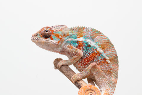 Holdbacks/Individuals: Ambilobe offspring from "Ron Mangatrakatraka" (AKA Ron Burgundy) x "Fehibe Oram-baratra" - Hatched Jan 2025 - Male #2