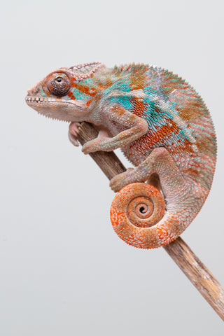 Holdbacks/Individuals: Ambilobe offspring from "Ron Mangatrakatraka" (AKA Ron Burgundy) x "Fehibe Oram-baratra" - Hatched Jan 2025 - Male #2