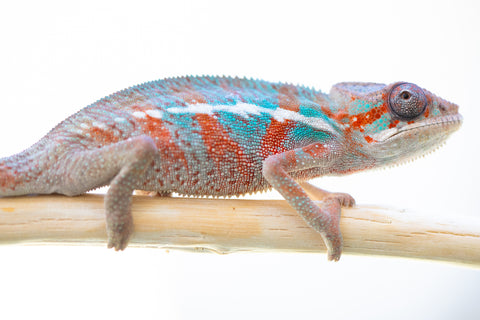 Holdbacks/Individuals: Ambilobe offspring from "Ron Mangatrakatraka" (AKA Ron Burgundy) x "Fehibe Oram-baratra" - Hatched Jan 2025 - Male #2