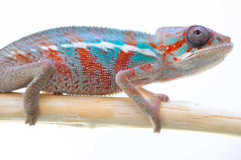 Holdbacks/Individuals: Ambilobe offspring from "Ron Mangatrakatraka" (AKA Ron Burgundy) x "Fehibe Oram-baratra" - Hatched Jan 2025 - Male #2