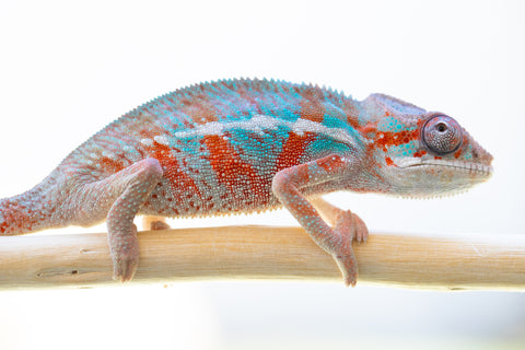 Holdbacks/Individuals: Ambilobe offspring from "Ron Mangatrakatraka" (AKA Ron Burgundy) x "Fehibe Oram-baratra" - Hatched Jan 2025 - Male #2