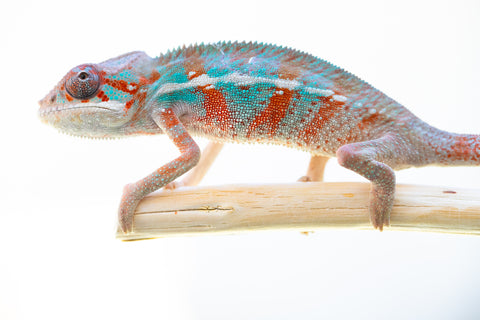 Holdbacks/Individuals: Ambilobe offspring from "Ron Mangatrakatraka" (AKA Ron Burgundy) x "Fehibe Oram-baratra" - Hatched Jan 2025 - Male #2