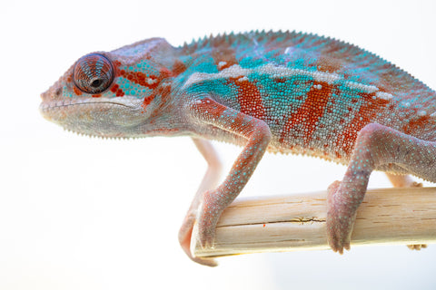 Holdbacks/Individuals: Ambilobe offspring from "Ron Mangatrakatraka" (AKA Ron Burgundy) x "Fehibe Oram-baratra" - Hatched Jan 2025 - Male #2