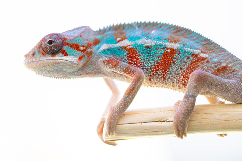 Holdbacks/Individuals: Ambilobe offspring from "Ron Mangatrakatraka" (AKA Ron Burgundy) x "Fehibe Oram-baratra" - Hatched Jan 2025 - Male #2