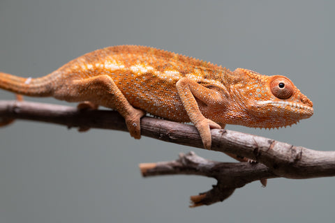 Holdbacks/Individuals: Ambilobe offspring from "Ron Mangatrakatraka" (AKA Ron Burgundy) x "Printsesy-peso" (AKA Princess Peach) - Hatched May/June 25' - Female #1