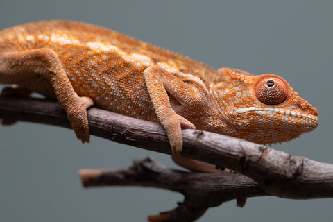 Holdbacks/Individuals: Ambilobe offspring from "Ron Mangatrakatraka" (AKA Ron Burgundy) x "Printsesy-peso" (AKA Princess Peach) - Hatched May/June 25' - Female #1