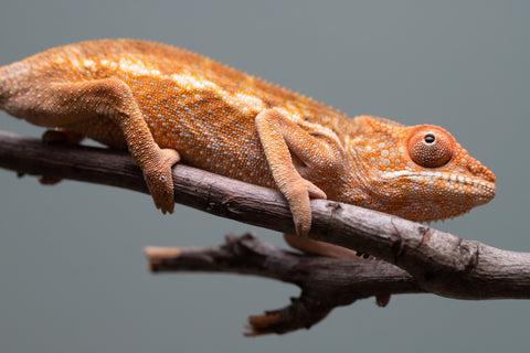 Holdbacks/Individuals: Ambilobe offspring from "Ron Mangatrakatraka" (AKA Ron Burgundy) x "Printsesy-peso" (AKA Princess Peach) - Hatched May/June 25' - Female #1
