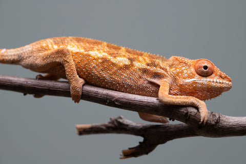 Holdbacks/Individuals: Ambilobe offspring from "Ron Mangatrakatraka" (AKA Ron Burgundy) x "Printsesy-peso" (AKA Princess Peach) - Hatched May/June 25' - Female #1
