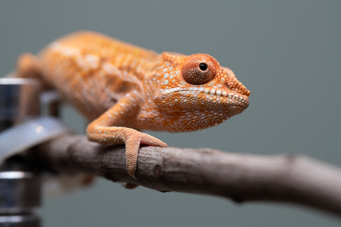 Holdbacks/Individuals: Ambilobe offspring from "Ron Mangatrakatraka" (AKA Ron Burgundy) x "Printsesy-peso" (AKA Princess Peach) - Hatched May/June 25' - Female #1