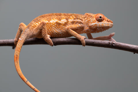 Holdbacks/Individuals: Ambilobe offspring from "Ron Mangatrakatraka" (AKA Ron Burgundy) x "Printsesy-peso" (AKA Princess Peach) - Hatched May/June 25' - Female #1