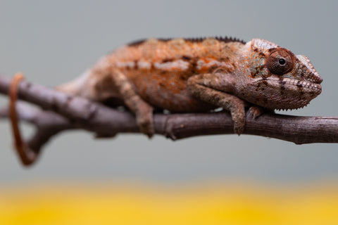 Holdbacks/Individuals: Ambilobe offspring from "Ron Mangatrakatraka" (AKA Ron Burgundy) x "Printsesy-peso" (AKA Princess Peach) - Hatched July 2025 - Female #1