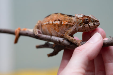 Holdbacks/Individuals: Ambilobe offspring from "Ron Mangatrakatraka" (AKA Ron Burgundy) x "Printsesy-peso" (AKA Princess Peach) - Hatched July 2025 - Female #1