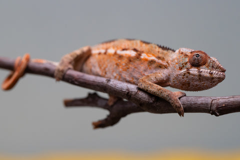 Holdbacks/Individuals: Ambilobe offspring from "Ron Mangatrakatraka" (AKA Ron Burgundy) x "Printsesy-peso" (AKA Princess Peach) - Hatched July 2025 - Female #1