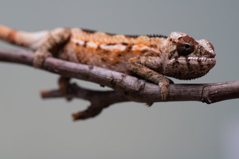 Holdbacks/Individuals: Ambilobe offspring from "Ron Mangatrakatraka" (AKA Ron Burgundy) x "Printsesy-peso" (AKA Princess Peach) - Hatched July 2025 - Female #1