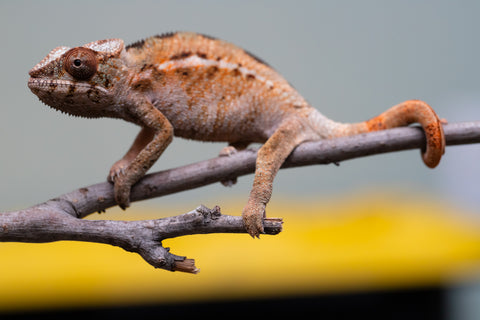 Holdbacks/Individuals: Ambilobe offspring from "Ron Mangatrakatraka" (AKA Ron Burgundy) x "Printsesy-peso" (AKA Princess Peach) - Hatched July 2025 - Female #1