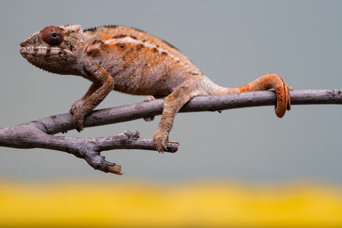 Holdbacks/Individuals: Ambilobe offspring from "Ron Mangatrakatraka" (AKA Ron Burgundy) x "Printsesy-peso" (AKA Princess Peach) - Hatched July 2025 - Female #1