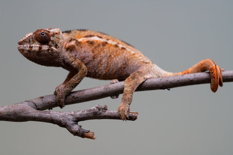 Holdbacks/Individuals: Ambilobe offspring from "Ron Mangatrakatraka" (AKA Ron Burgundy) x "Printsesy-peso" (AKA Princess Peach) - Hatched July 2025 - Female #1