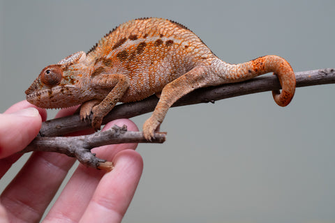 Holdbacks/Individuals: Ambilobe offspring from "Ron Mangatrakatraka" (AKA Ron Burgundy) x "Printsesy-peso" (AKA Princess Peach) - Hatched July 2025 - Female #1