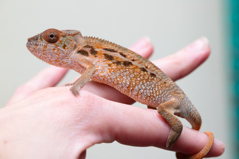 Holdbacks/Individuals: Ambilobe offspring from "Ron Mangatrakatraka" (AKA Ron Burgundy) x "Printsesy-peso" (AKA Princess Peach) - Hatched July 2025 - Female #1