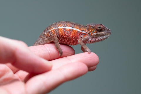 Holdbacks/Individuals: Ambilobe offspring from "Ron Mangatrakatraka" (AKA Ron Burgundy) x "Printsesy-peso" (AKA Princess Peach) - Hatched July 25' - Male #1