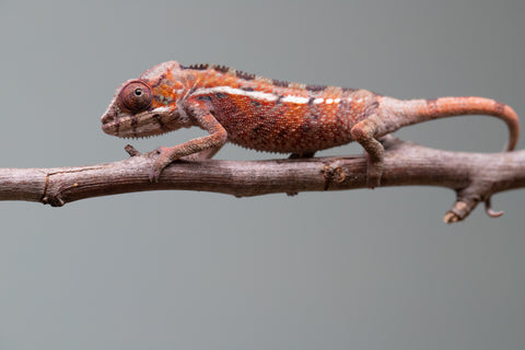 Holdbacks/Individuals: Ambilobe offspring from "Ron Mangatrakatraka" (AKA Ron Burgundy) x "Printsesy-peso" (AKA Princess Peach) - Hatched July 25' - Male #1