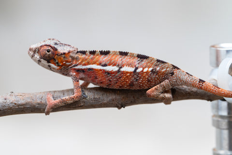 Holdbacks/Individuals: Ambilobe offspring from "Ron Mangatrakatraka" (AKA Ron Burgundy) x "Printsesy-peso" (AKA Princess Peach) - Hatched July 25' - Male #1