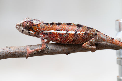 Holdbacks/Individuals: Ambilobe offspring from "Ron Mangatrakatraka" (AKA Ron Burgundy) x "Printsesy-peso" (AKA Princess Peach) - Hatched July 25' - Male #1