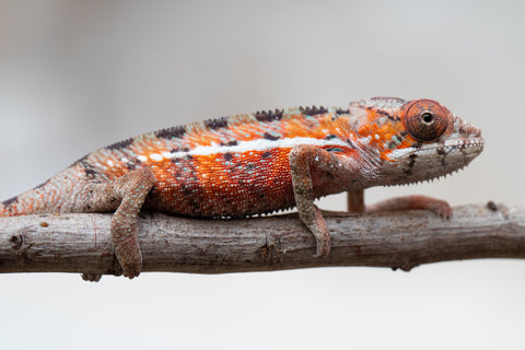 Holdbacks/Individuals: Ambilobe offspring from "Ron Mangatrakatraka" (AKA Ron Burgundy) x "Printsesy-peso" (AKA Princess Peach) - Hatched July 25' - Male #1