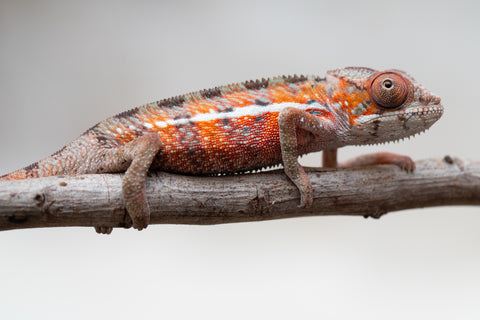 Holdbacks/Individuals: Ambilobe offspring from "Ron Mangatrakatraka" (AKA Ron Burgundy) x "Printsesy-peso" (AKA Princess Peach) - Hatched July 25' - Male #1