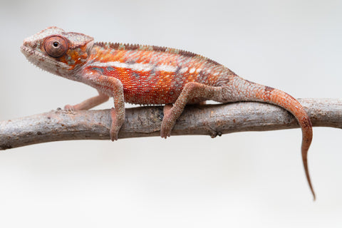 Holdbacks/Individuals: Ambilobe offspring from "Ron Mangatrakatraka" (AKA Ron Burgundy) x "Printsesy-peso" (AKA Princess Peach) - Hatched July 25' - Male #1