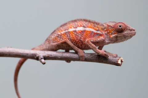Holdbacks/Individuals: Ambilobe offspring from "Ron Mangatrakatraka" (AKA Ron Burgundy) x "Printsesy-peso" (AKA Princess Peach) - Hatched July 25' - Male #1
