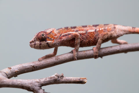 Holdbacks/Individuals: Ambilobe offspring from "Ron Mangatrakatraka" (AKA Ron Burgundy) x "Printsesy-peso" (AKA Princess Peach) - Hatched July 25' - Male #1