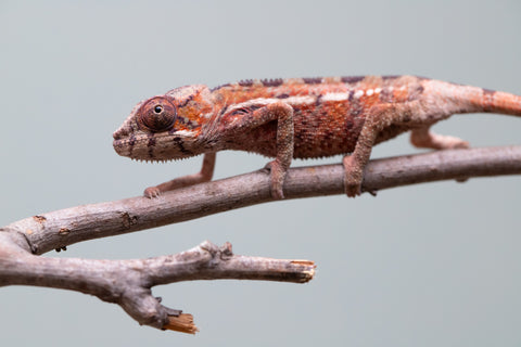 Holdbacks/Individuals: Ambilobe offspring from "Ron Mangatrakatraka" (AKA Ron Burgundy) x "Printsesy-peso" (AKA Princess Peach) - Hatched July 25' - Male #1