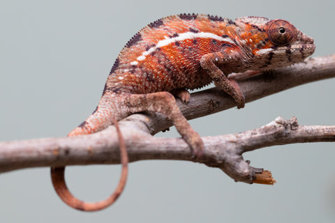 Holdbacks/Individuals: Ambilobe offspring from "Ron Mangatrakatraka" (AKA Ron Burgundy) x "Printsesy-peso" (AKA Princess Peach) - Hatched July 25' - Male #1