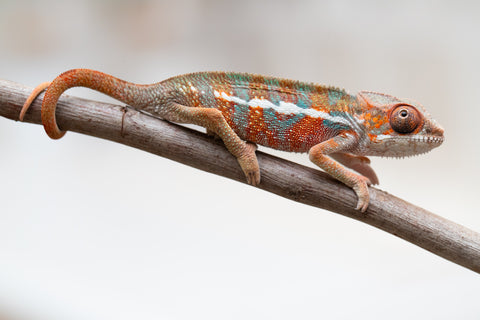 Holdbacks/Individuals: Ambilobe offspring from "Ron Mangatrakatraka" (AKA Ron Burgundy) x "Printsesy-peso" (AKA Princess Peach) - Hatched July 25' - Male #2